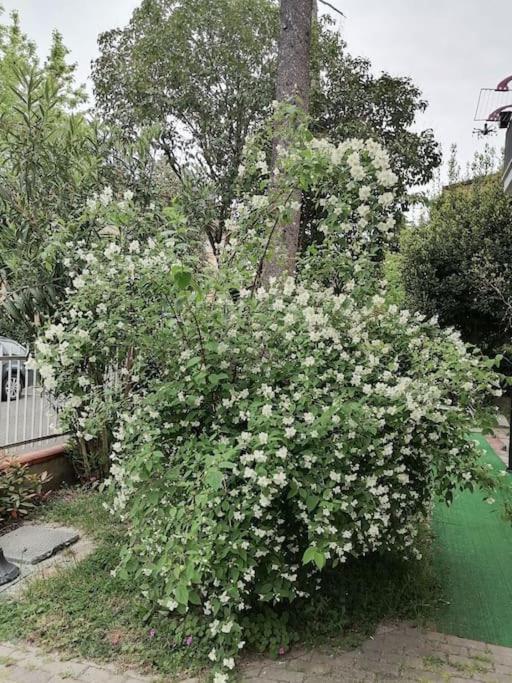 Il Gelsomino Daire Rimini Dış mekan fotoğraf